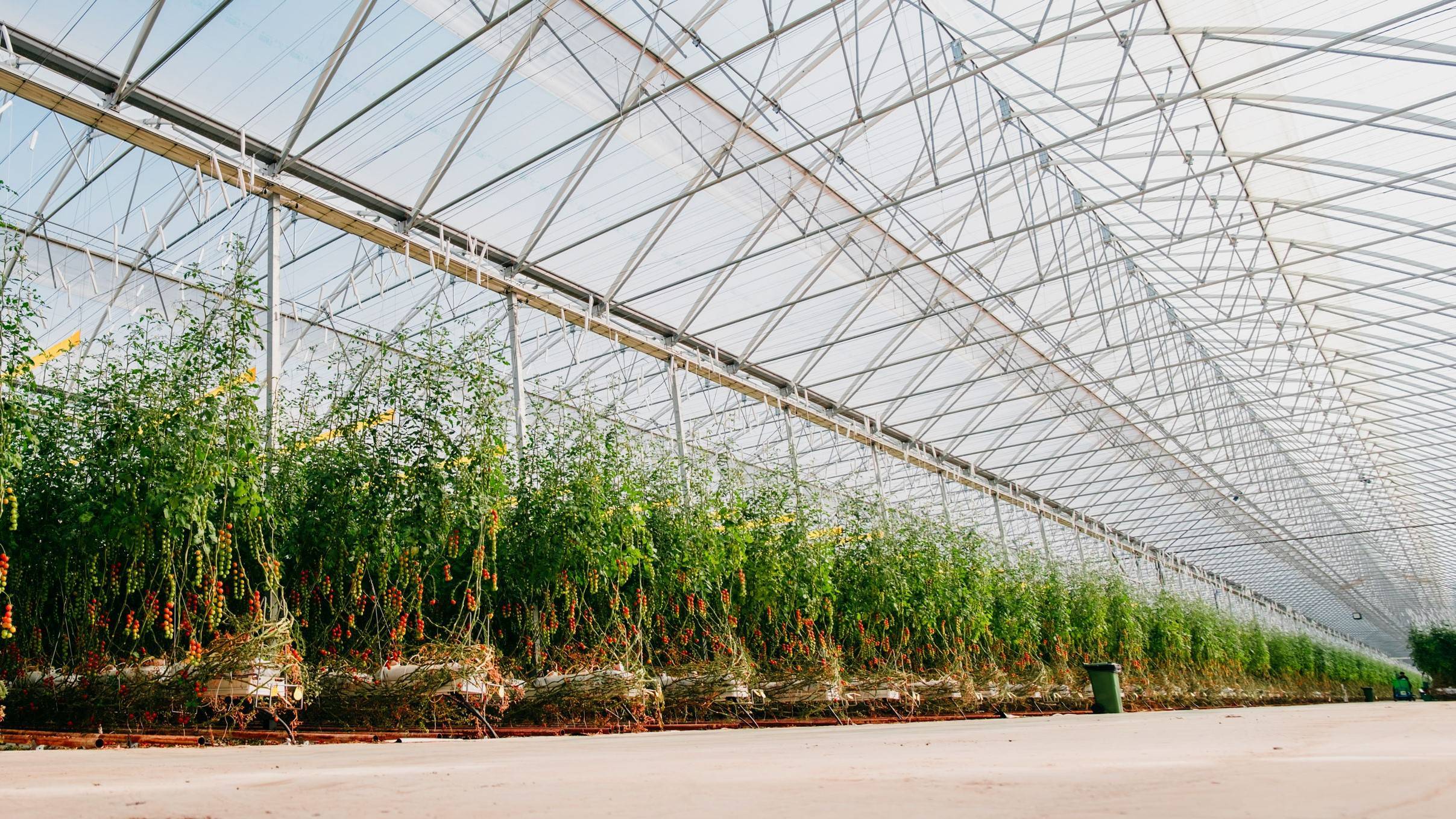 invernadero novagric Looije|_DSF5026-30|Novagric-aerea-construccion|invernadero novagric Looije|invernadero novagric Looije